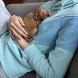 Goldendoodle Puppies from Doodifuldoods