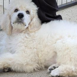 Poodle Puppies from Standard Hearts