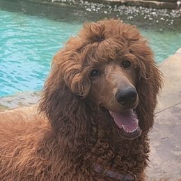 Poodles from Lake Houston Red Standard Poodles