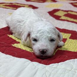 Rose - Green Collar - White female Bichon Frise puppy in 63101 (St. Louis Metro Area), Missouri from BichonSTL
