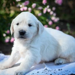 Banoffee Pie - Light golden male Golden Retriever puppy in Scio, Oregon from Webb's Wold Kennels