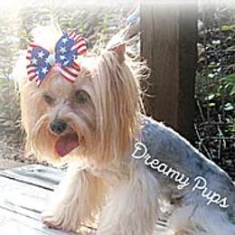 Biewer Terrier and Yorkshire Terrier All Grown Up from Dreamy Pups