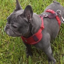 French Bulldogs from Rogelio's Pups