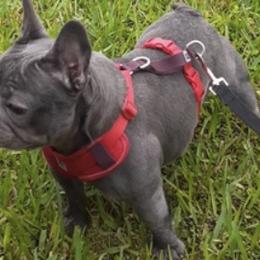 French Bulldogs from Rogelio's Pups