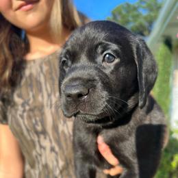 Aqua - Black male Labrador Retriever puppy in Dennis, Mississippi from Outlaw Ridge Kennels