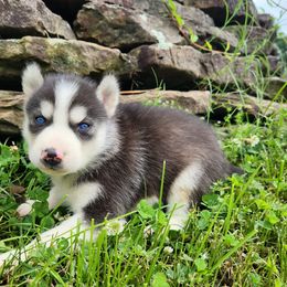 Boy 5 - Black and white male Siberian Husky puppy in Jonesboro, Arkansas from L & A Animal House Siberian Huskies