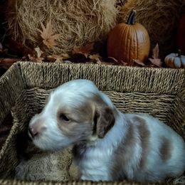 Lime Girl - Parti female Goldendoodle puppy in Palm Bay, Florida from Costa's Curly Canines