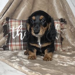 Merle - Black and tan male Dachshund puppy in Purvis, Mississippi from Sweet T’s Southern Doxies