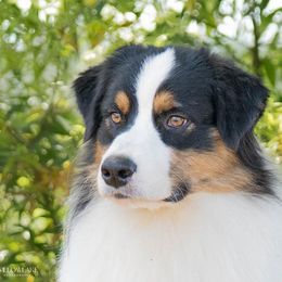 Australian Shepherds from Prairie Paws Australian Shepherd