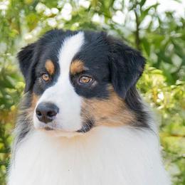 Australian Shepherds from Prairie Paws Australian Shepherd