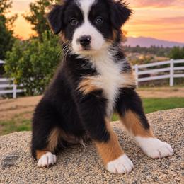 Onyx - Black tri-color male Australian Shepherd puppy in Riverside, California from Aus Cal (Aussies of soCal)
