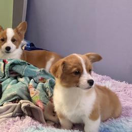 Pembroke Welsh Corgi Puppies from Gotta Chase Em All Corgis