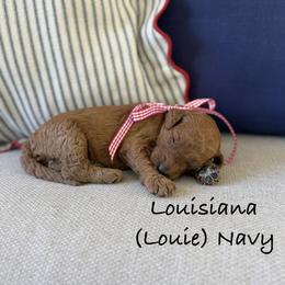 Louisiana - Red  male Goldendoodle puppy in Springville, Utah from JW Doodles