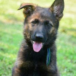 Blue green boy - Sable male German Shepherd puppy in Clarkrange, Tennessee from Vom Wolff