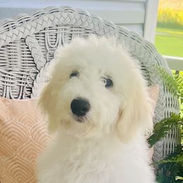 Girl 2 - Fawn and white female Sheepadoodle puppy in Inman, South Carolina from Mossy Doodles LLC