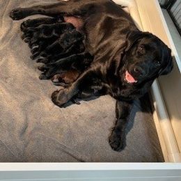 French Bulldog and Labrador Retriever Puppies from Horseman Hilltop Labradors and Jodee's Frenchies