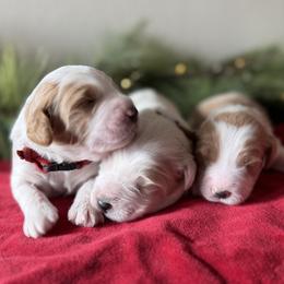 Golden Mountain Doodle puppies from Magic Valley Family Doodles
