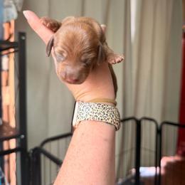 Red brindle boy - Red male Dachshund puppy in Campbell, Texas from Blooming Grace Homestead