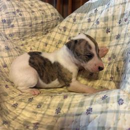 Sweetheart - White and red brindle female Whippet puppy in Oneida, Tennessee from Saving Grace