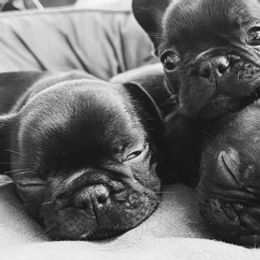 French Bulldogs from Freeline Frenchies