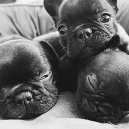 French Bulldogs from Freeline Frenchies