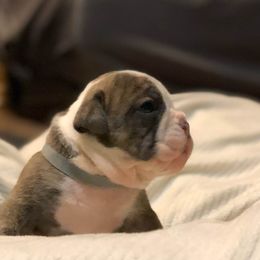 English Bulldog Puppies from Ruza's Bulldogs
