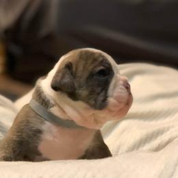 English Bulldog Puppies from Ruza's Bulldogs
