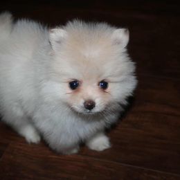 Sarah - Cream female Pomeranian puppy in Danielsville, Georgia from PassionatePomPoms