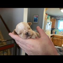Brussels Griffon Puppies from Shelly's Brussels Griffons
