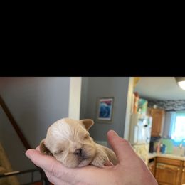 Brussels Griffon Puppies from Shelly's Brussels Griffons