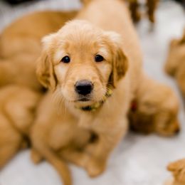 Golden Retriever Puppies from Rigdon Retrievers