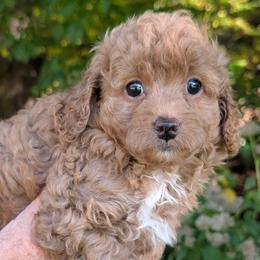 Topanga - Apricot female Cavapoo puppy in Coshocton, Ohio from Forever Family Puppies