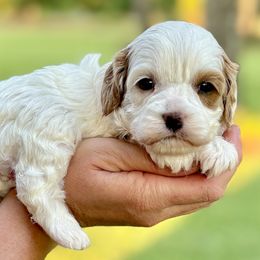 Girl 2 - Blenheim female Cavapoo puppy in Newville, Alabama from Southeast cavapoos