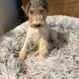 Girl 2 - White black and tan female Wire Fox Terrier puppy in Acton, Massachusetts from Far Echo Fox Terriers