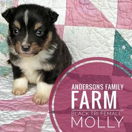 Molly - Black tri female Miniature Australian Shepherd puppy in Kettle Falls, Washington from Ellie's Miniature Australian Shepherds