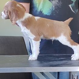 Brittany Puppies from Tommie Dahl