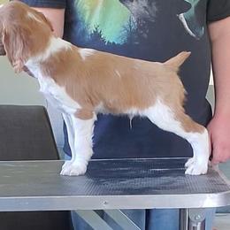 Brittany Puppies from Tommie Dahl