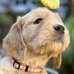 Light Pink Girl - Apricot Goldendoodle puppy in Pioneer, California from Poppy’s Precious Goldendoodles