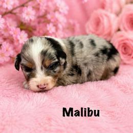 Malibu - Blue merle female Australian Shepherd puppy in Howardsville, Virginia from Spectacular Aussies and Cavaliers