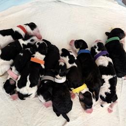 Rolly - Black and white male Bernedoodle puppy in Pottstown, Pennsylvania from Willow-Be Doodles