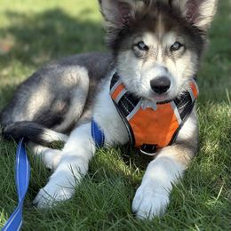 Native American Indian Dog Puppies from Seven Sisters Canids