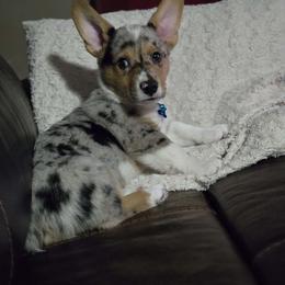 American Corgi and Border Collie Puppies from Duncan's Border Collies and Corgis