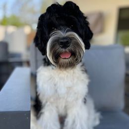 Bandit - Australian Labradoodle