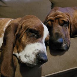 Basset Hounds from Hounds Hollow Farms