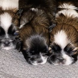 Shih Tzus from JND Puppies