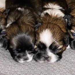 Shih Tzus from JND Puppies