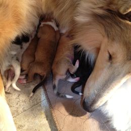 Collie Puppies from Deb Smith