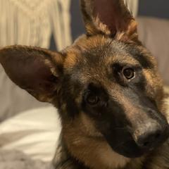 German Shepherds from Palmetto German Shepherds