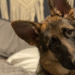German Shepherds from Palmetto German Shepherds