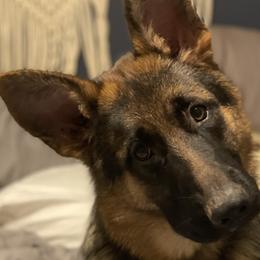 German Shepherds from Palmetto German Shepherds